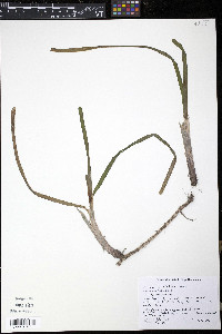 Thalassia testudinum image