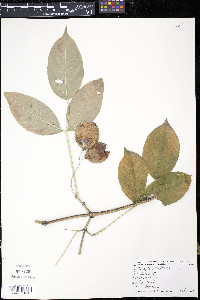 Staphylea trifolia image