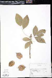 Staphylea trifolia image