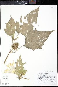 Datura stramonium image