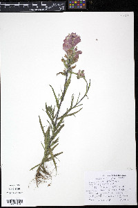 Castilleja indivisa image