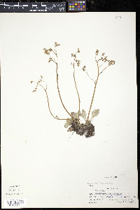 Micranthes virginiensis image