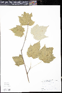 Acer spicatum image