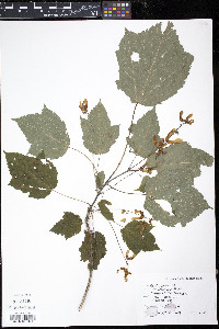 Acer spicatum image