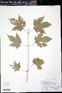 Acer spicatum image