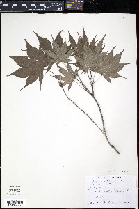 Acer palmatum image