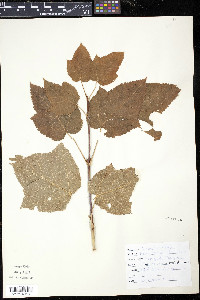 Acer pensylvanicum image