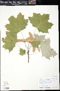 Acer platanoides image