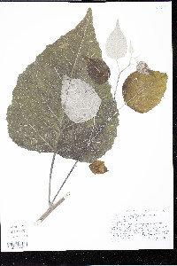 Populus grandidentata image