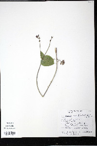 Lonicera hispidula image