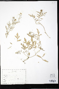 Rorippa sylvestris image