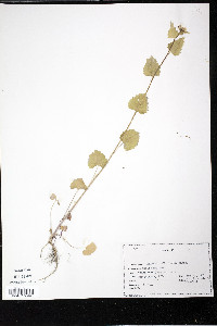 Alliaria petiolata image