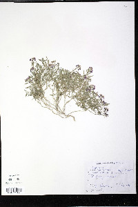 Lobularia maritima image