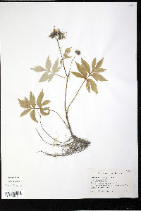 Hydrophyllum virginianum image