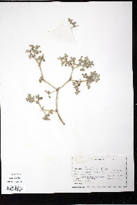 Tiquilia plicata image