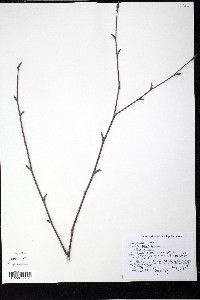 Betula lenta image