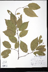 Betula alleghaniensis image