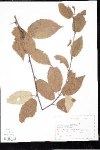 Betula alleghaniensis image