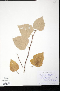 Betula cordifolia image