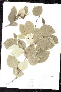 Alnus crispa image