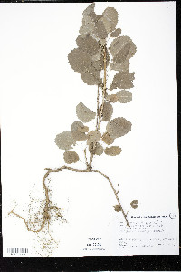 Berberis vulgaris image