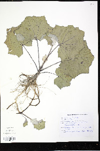 Tussilago farfara image