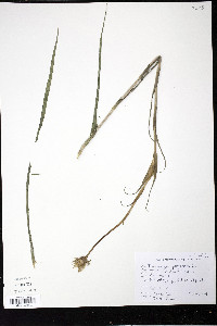 Tragopogon pratensis image