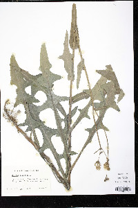 Sonchus oleraceus image