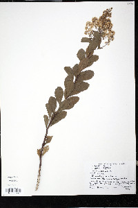 Spiraea alba image