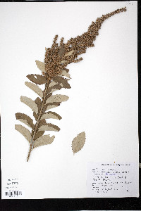 Spiraea tomentosa image