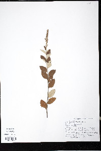 Spiraea tomentosa image