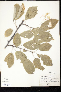 Prunus avium image