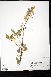 Prunus pensylvanica image