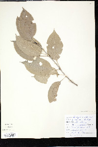 Viburnum lentago image