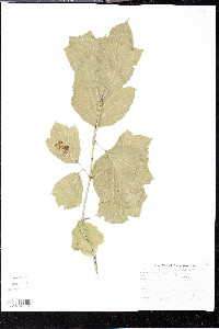 Viburnum edule image