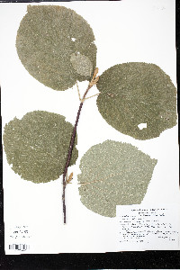 Viburnum lantanoides image