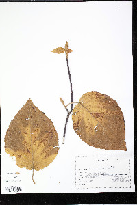 Viburnum lantanoides image