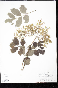 Sambucus nigra image