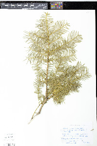 Taxus wallichiana var. chinensis image