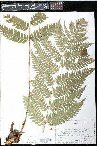 Dryopteris goldieana image