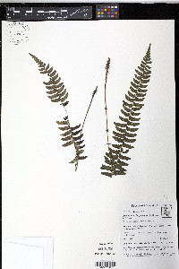 Amauropelta longicaulis image
