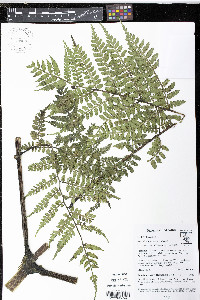 Eupodium laeve image