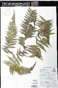 Macrothelypteris torresiana image