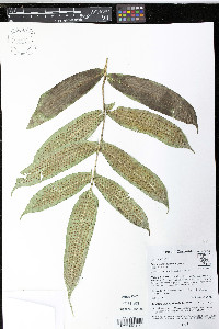 Serpocaulon adnatum image