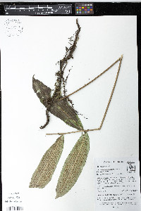 Serpocaulon adnatum image