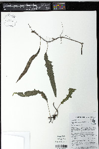 Serpocaulon semipinnatifidum image
