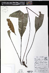 Elaphoglossum papillosum image