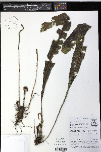 Elaphoglossum pteropodum image