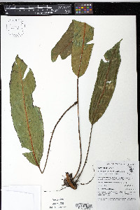 Elaphoglossum bakeri image