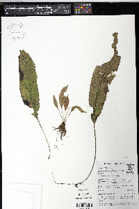 Elaphoglossum cuspidatum image